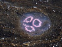 Aurelia aurita 42, Oorkwal, Saxifraga-Foto Fitis-Sytske Dijksen