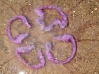 Aurelia aurita 49, Oorkwal, Saxifraga-Foto Fitis-Sytske Dijksen