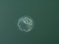 Aurelia aurita 6, Oorkwal, Saxifraga-Jan van der Straaten