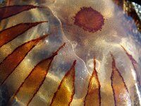 Chrysaora hysoscella 22, Kompaskwal, Saxifraga-Foto Fitis-Sytske Dijksen