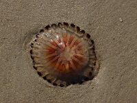 Chrysaora hysoscella 23, Kompaskwal, Saxifraga-Foto Fitis-Sytske Dijksen