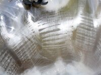 Cyanea capillata 16, Gele haarkwal, Saxifraga-Foto Fitis-Sytske Dijksen