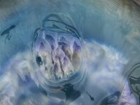 Rhizostoma pulmo 18, Bloemkoolkwal, Saxifraga-Foto Fitis-Sytske Dijksen