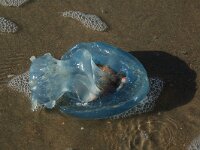 Rhizostoma pulmo 8, Bloemkoolkwal, Saxifraga-Willem van Kruijsbergen