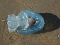 Rhizostoma pulmo 9, Bloemkoolkwal, Saxifraga-Willem van Kruijsbergen