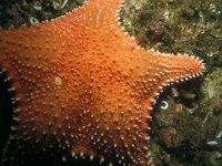 Porania pulvillus,Crimson Cushion Starfish