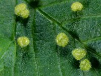 Aceria campestricola 01 D1348  Aceria campestricola Diffelen op 14 juli 2013 : Naar Naturalis in 2013