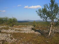 FIN, Lapland, Ivalo, Uhro Kekkonen 8, Saxifraga-Dirk Hilbers