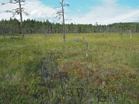 S, Vasternorrlands lan, Sundsvalls, Skedlo 2, Saxifraga-Hans Dekker