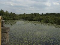 NL, Noord-Brabant, 's Hertogenbosch, Moerputten 36, Saxifraga-Willem van Kruijsbergen