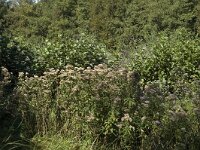 NL, Noord-Holland, s Graveland, Kromme Rade 3, Saxifraga-Marijke Verhagen