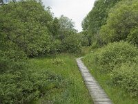 B, Liege, Eupen, Brackvenn 3, Saxifraga-Willem van Kruijsbergen