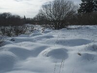 B, Liege, Eupen, Brackvenn 59, Saxifraga-Willem van Kruijsbergen