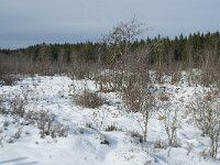 B, Liege, Eupen, Brackvenn 76, Saxifraga-Willem van Kruijsbergen