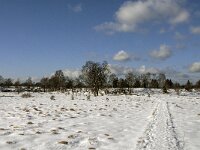 B, Liege, Eupen, Im Platten Venn 122, Saxifraga-Jan van der Straaten