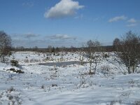 B, Liege, Eupen, Im Platten Venn 33, Saxifraga-Willem van Kruijsbergen