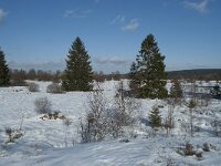 B, Liege, Eupen, Im Platten Venn 41, Saxifraga-Willem van Kruijsbergen