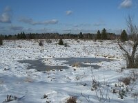 B, Liege, Eupen, Im Platten Venn 43, Saxifraga-Willem van Kruijsbergen
