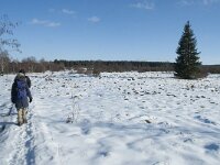 B, Liege, Eupen, Im Platten Venn 61, Saxifraga-Willem van Kruijsbergen