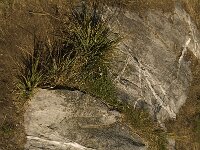 B, Liege, Jalhay, Hautes Fagnes 2, Saxifraga-Jan van der Straaten