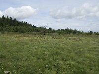 B, Liege, Waimes, Botrange 4, Saxifraga-Willem van Kruijsbergen