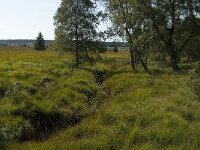 B, Liege, Waimes, Fagne Wallone 15, Saxifraga-Jan van der Straaten