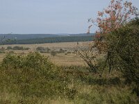 B, Liege, Waimes, Fagne Wallone 20, Saxifraga-Jan van der Straaten