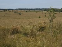 B, Liege, Waimes, Fagne Wallone 4, Saxifraga-Jan van der Straaten