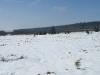 B, Liege, Waimes, Fagne de la Poleur 18, Saxifraga-Willem van Kruijsbergen