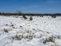 B, Liege, Waimes, Fagne de la Poleur 53, Saxifraga-Jan van der Straaten