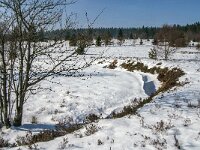 B, Liege, Waimes, Fagne de la Poleur 55, Saxifraga-Jan van der Straaten