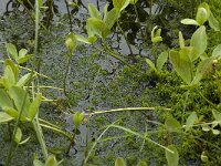 B, Liege, Waimes, Le Poleur 22, Saxifraga-Willem van Kruijsbergen