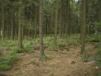 B, Liege, Waimes, Le Poleur 33, Saxifraga-Willem van Kruijsbergen