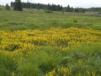 B, Liege, Waimes, Le Poleur 8, Saxifraga-Willem van Kruijsbergen