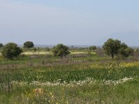 GR, Evros, Alexandroupolis, Evros Delta 10, Saxifraga-Dirk Hilbers