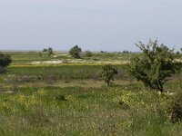 GR, Evros, Alexandroupolis, Evros Delta 11, Saxifraga-Dirk Hilbers