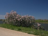 GR, Evros, Alexandroupolis, Evros Delta 13, Saxifraga-Dirk Hilbers