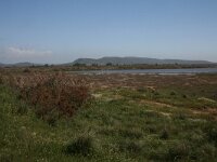 GR, Evros, Alexandroupolis, Evros Delta 14, Saxifraga-Dirk Hilbers