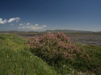 GR, Evros, Alexandroupolis, Evros Delta 16, Saxifraga-Dirk Hilbers