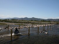 GR, Evros, Alexandroupolis, Evros Delta 2, Saxifraga-Dirk Hilbers