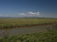 GR, Evros, Alexandroupolis, Evros Delta 20, Saxifraga-Dirk Hilbers