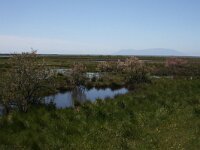 GR, Evros, Alexandroupolis, Evros Delta 21, Saxifraga-Dirk Hilbers