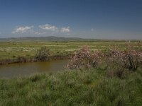 GR, Evros, Alexandroupolis, Evros Delta 22, Saxifraga-Dirk Hilbers