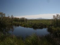 GR, Evros, Alexandroupolis, Evros Delta 23, Saxifraga-Dirk Hilbers