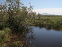 GR, Evros, Alexandroupolis, Evros Delta 24, Saxifraga-Dirk Hilbers