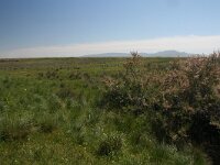 GR, Evros, Alexandroupolis, Evros Delta 25, Saxifraga-Dirk Hilbers