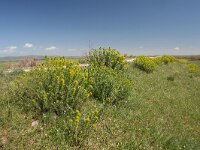 GR, Evros, Alexandroupolis, Evros Delta 26, Saxifraga-Dirk Hilbers