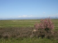 GR, Evros, Alexandroupolis, Evros Delta 28, Saxifraga-Dirk Hilbers