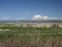 GR, Evros, Alexandroupolis, Evros Delta 29, Saxifraga-Dirk Hilbers