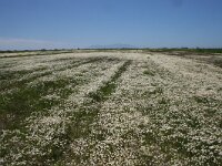 GR, Evros, Alexandroupolis, Evros Delta 31, Saxifraga-Dirk Hilbers